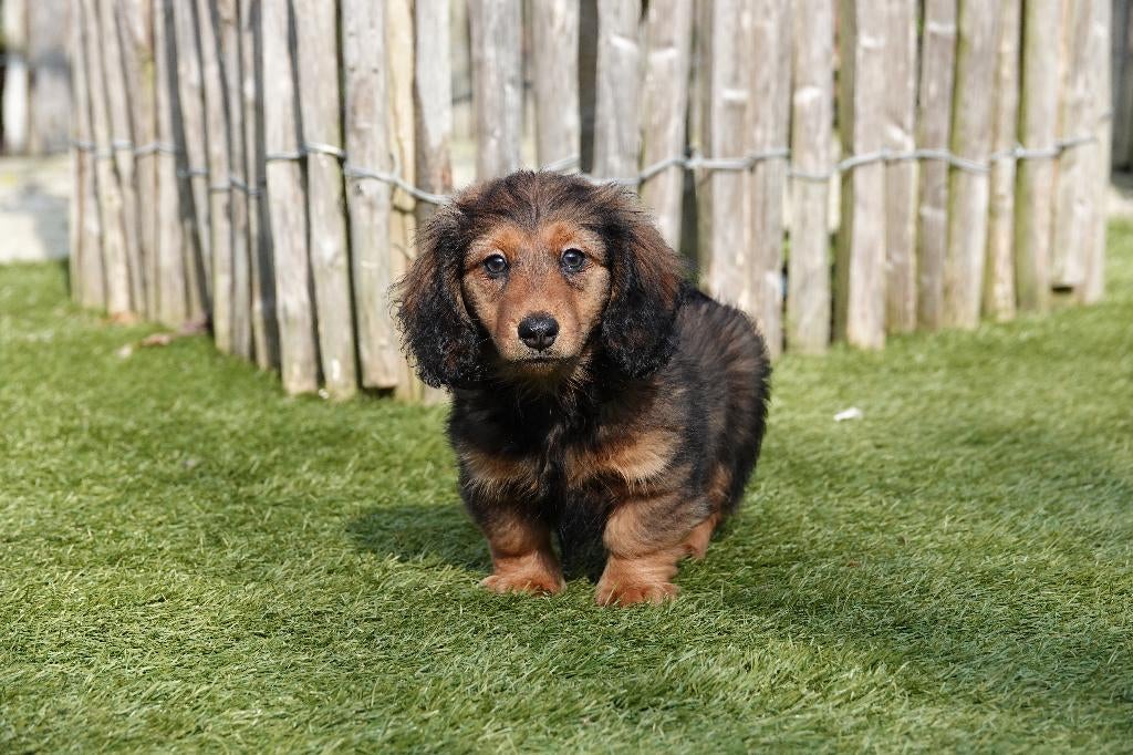 Langharige dwergteckel pups met stamboom, Parvo, België, 15 weken tot 1 jaar, Dwerg