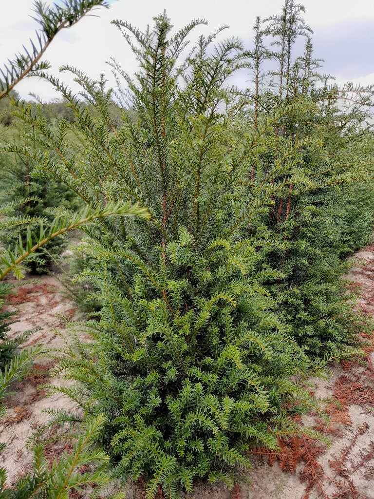 Taxus baccata, Tuin en Terras, Ophalen, Taxus
