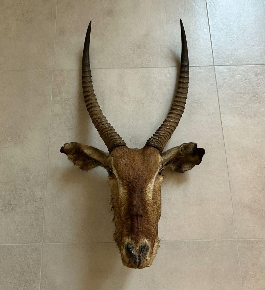 Afrikaanse gazelle - met grote hoorns - half-taxidermie, Verzamelen, Ophalen of Verzenden, Gebruikt, Wild dier, Gewei of Kop