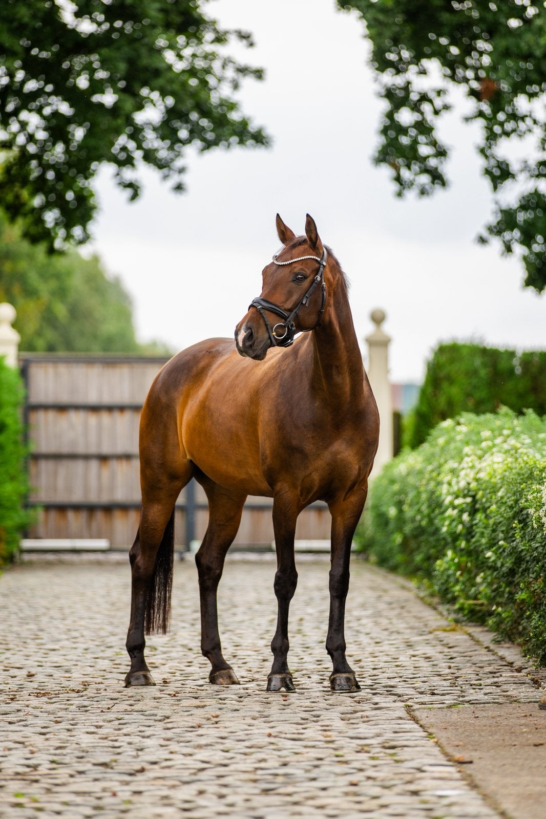 Knappe en brave dressuurmerrie 8j, Dieren en Toebehoren, Merrie, Met stamboom, M, Dressuurpaard