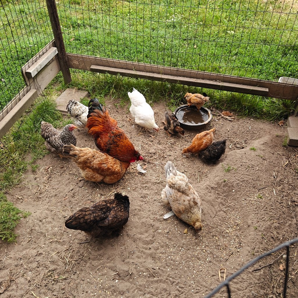 Kippen, Dieren en Toebehoren, Pluimvee, Kip, Meerdere dieren