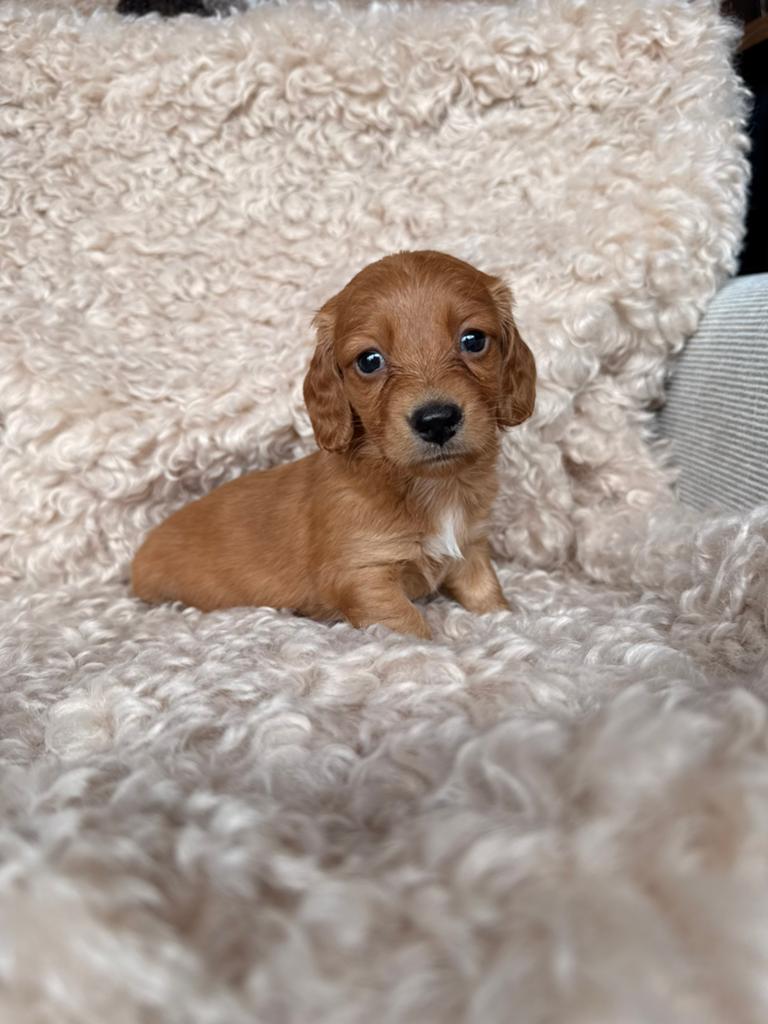 Teckel pups, Dieren en Toebehoren, Parvo, België, 8 tot 15 weken, Dwerg