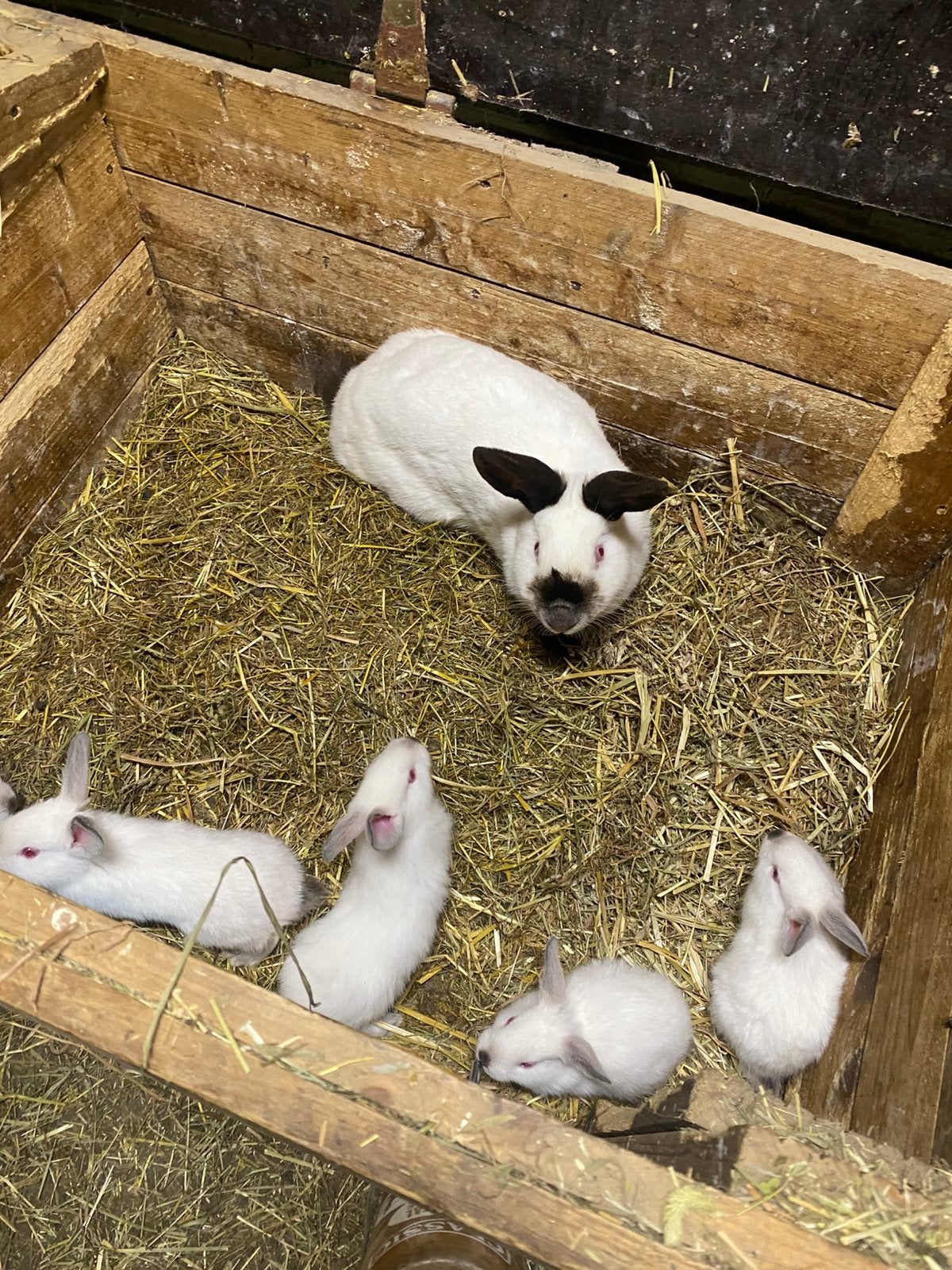 Californiers, Meerdere dieren, Groot, 0 tot 2 jaar