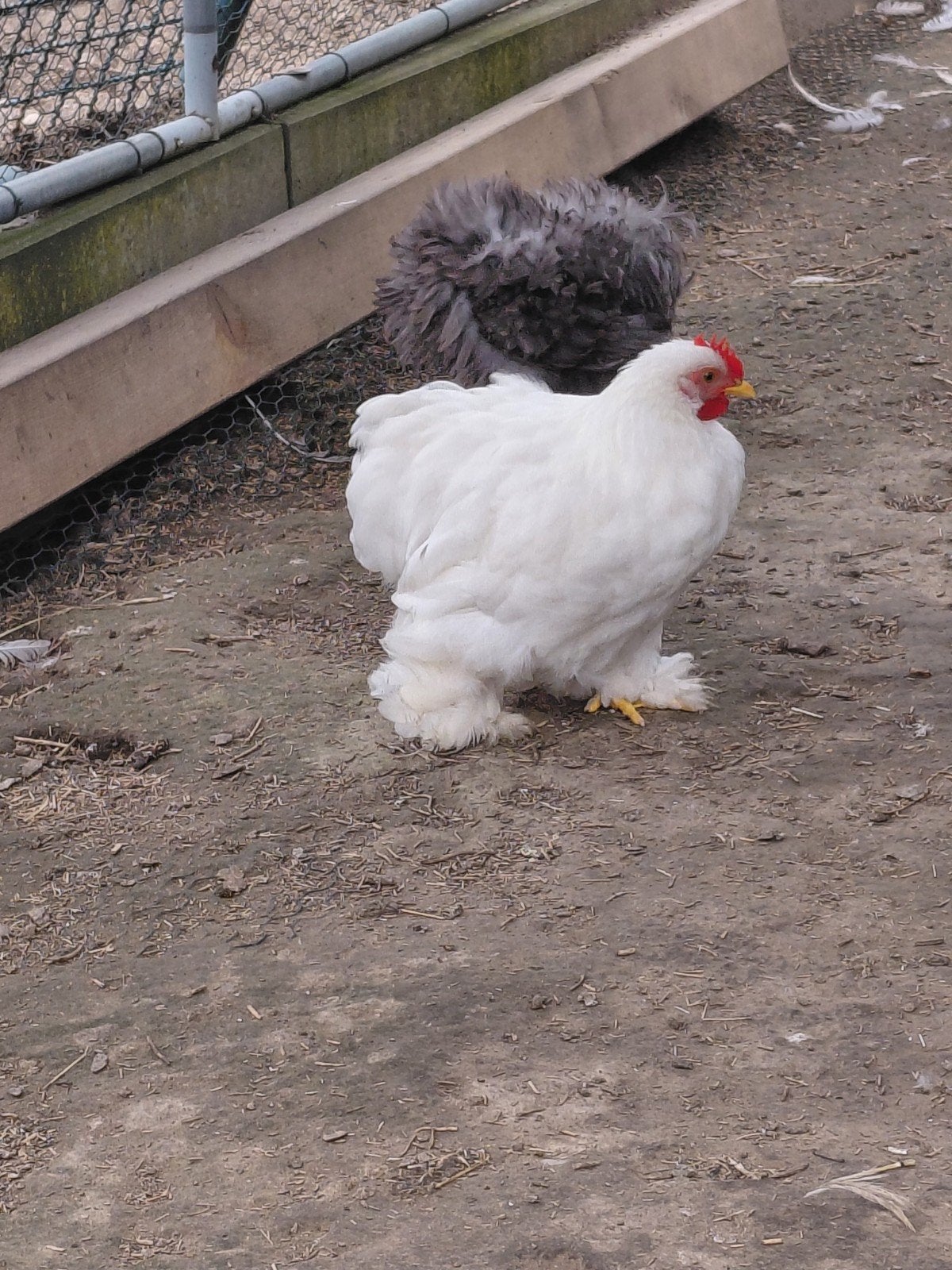 Trio cochin petit taille, Animaux & Accessoires, Plusieurs animaux, Poule ou poulet