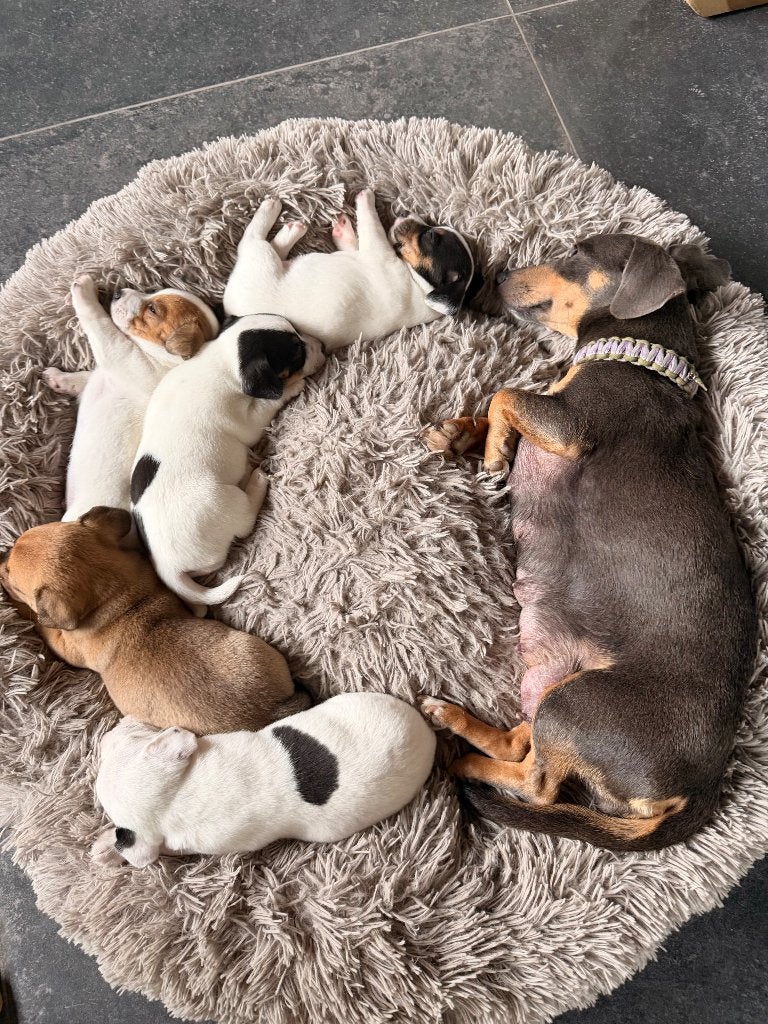 Prachtige Jack russell pups, Particulier, Hépatite contagieuse (maladie de Rubarth), Plusieurs animaux, 8 à 15 semaines