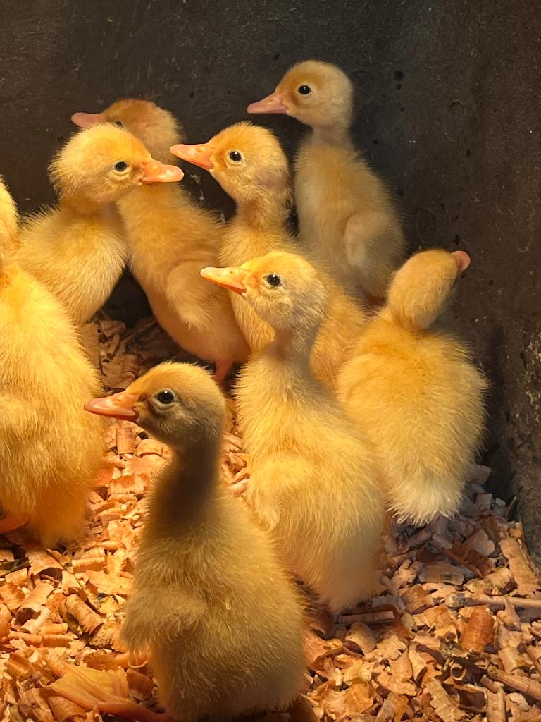Jonge loopeenden, Sexe inconnu, Canard
