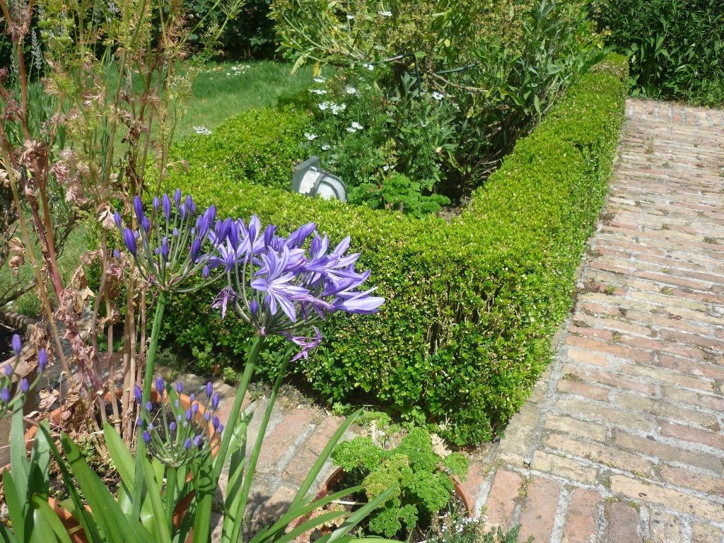 diverse vaste planten, Tuin en Terras, Ophalen, Vaste plant