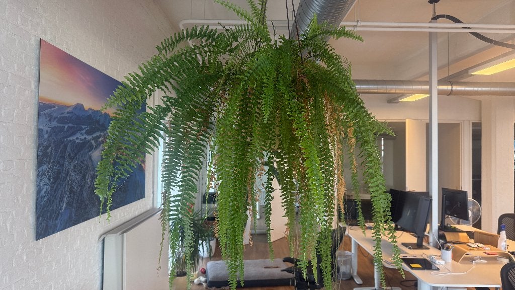 Grote hangvaren met witte hangpot, Huis en Inrichting, Ophalen, Overige soorten, In pot