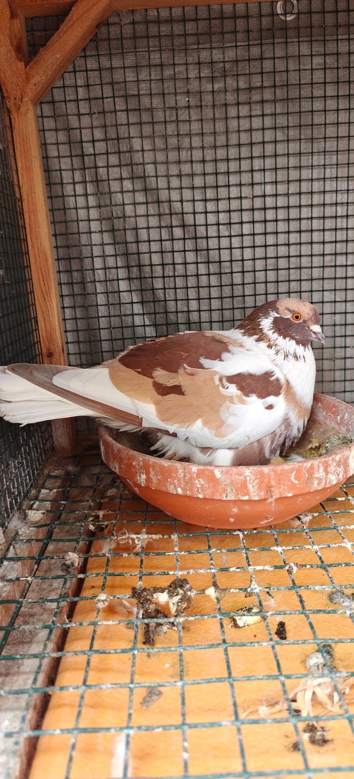 Duiven te koop