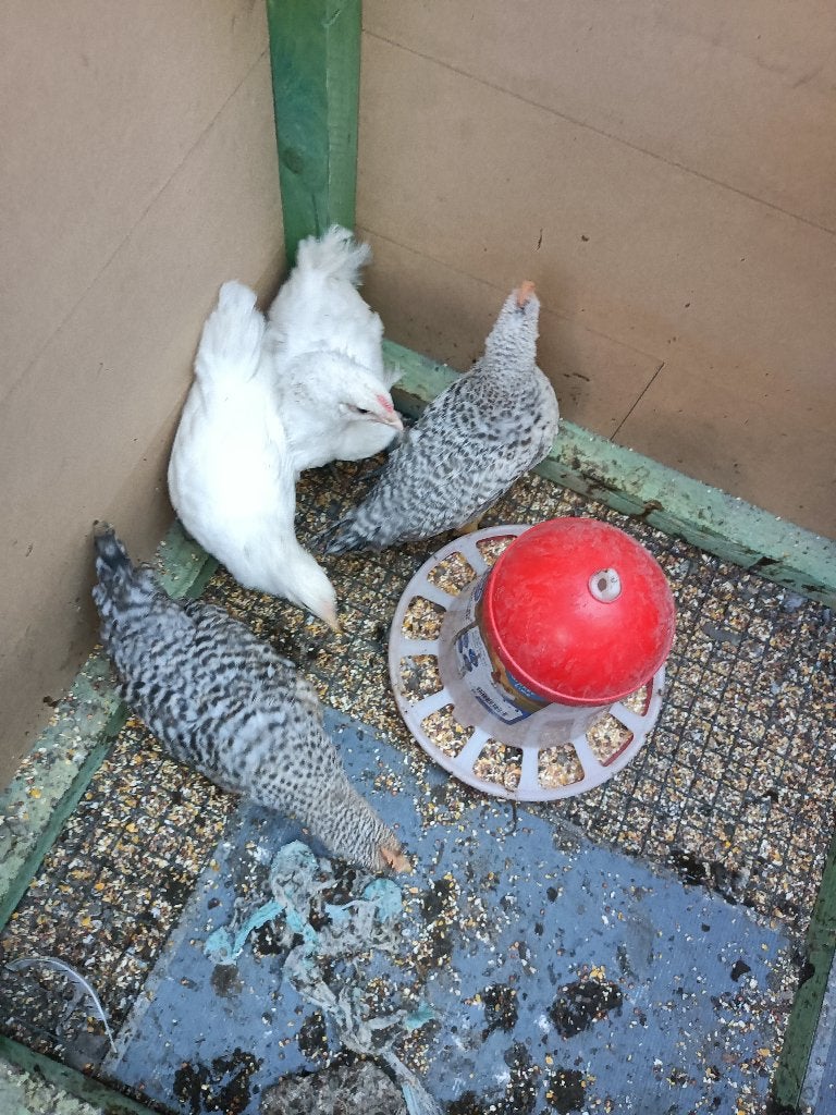 haantjes, Dieren en Toebehoren, Pluimvee, Mannelijk, Kip