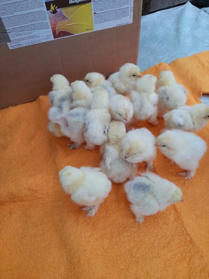 Poussins Brahma Colombia blanc/noir grande volaille, Sexe inconnu, Poule ou poulet