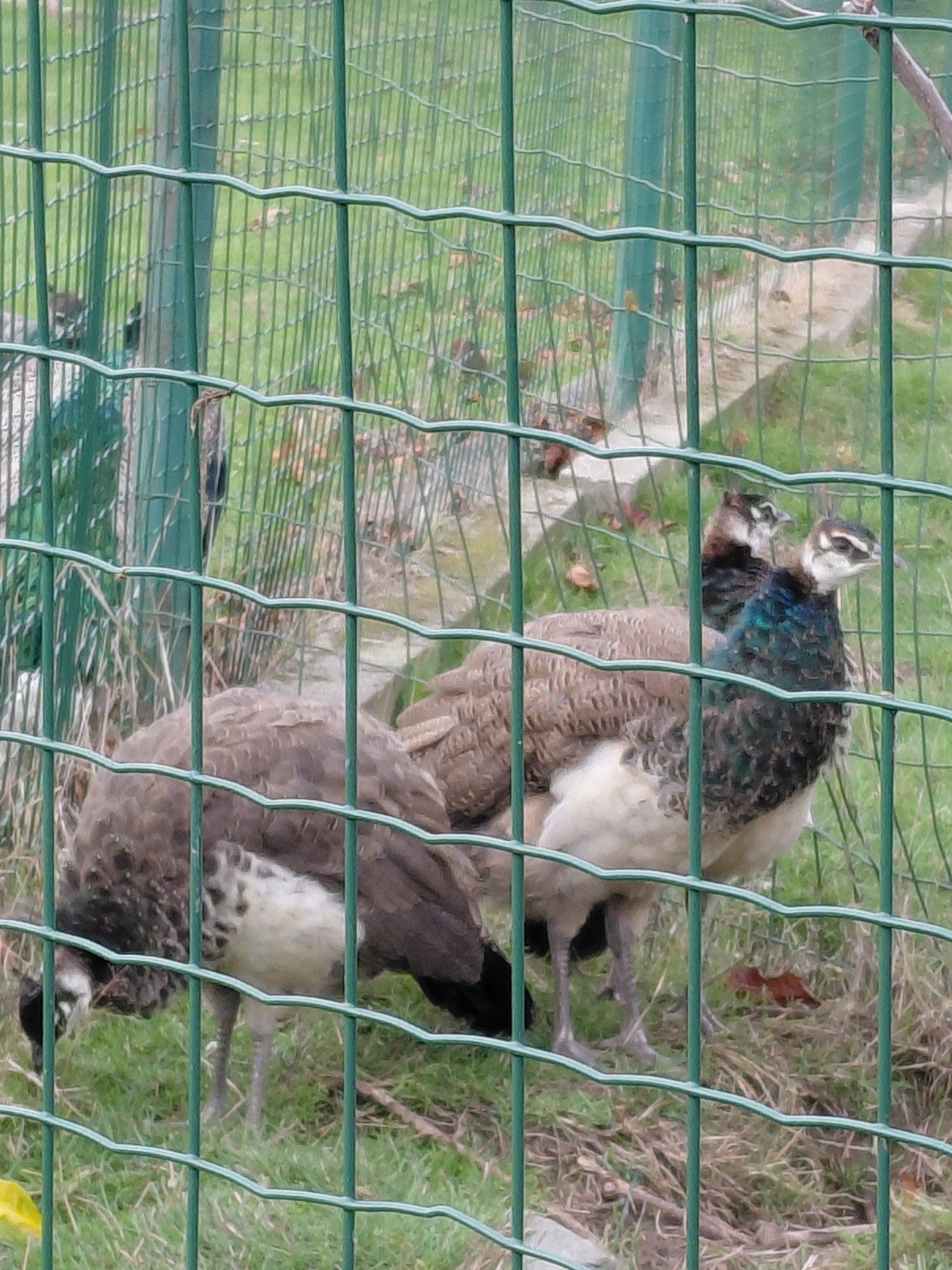 3 Pauwen van ongeveer 6 maand, Dieren en Toebehoren
