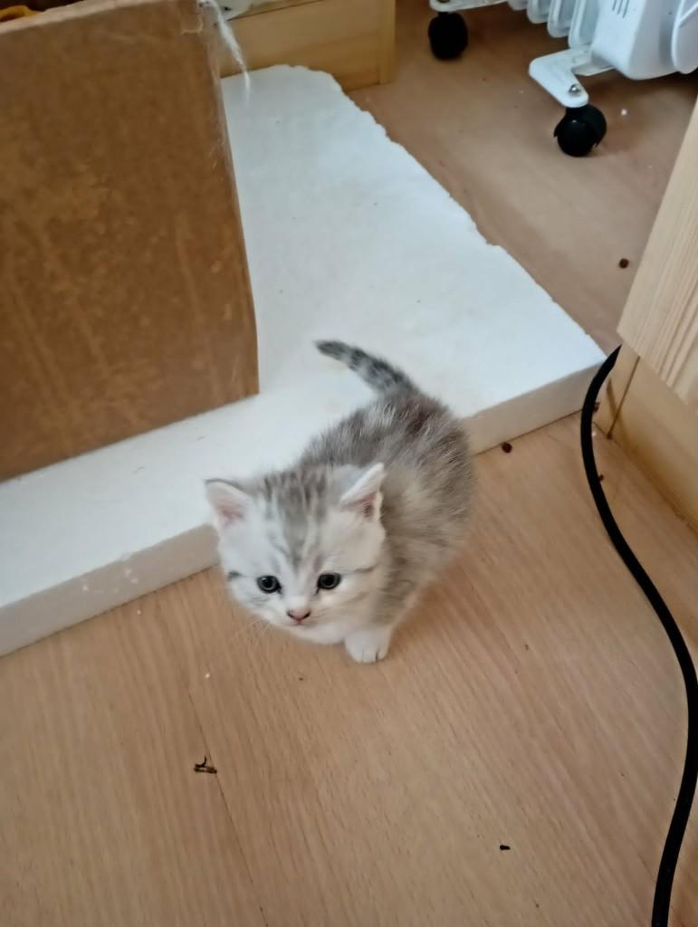 Kittens Brits Korthaar / Brits Langhaar, Dieren en Toebehoren, Katten en Kittens | Raskatten | Korthaar, Meerdere dieren, 0 tot 2 jaar