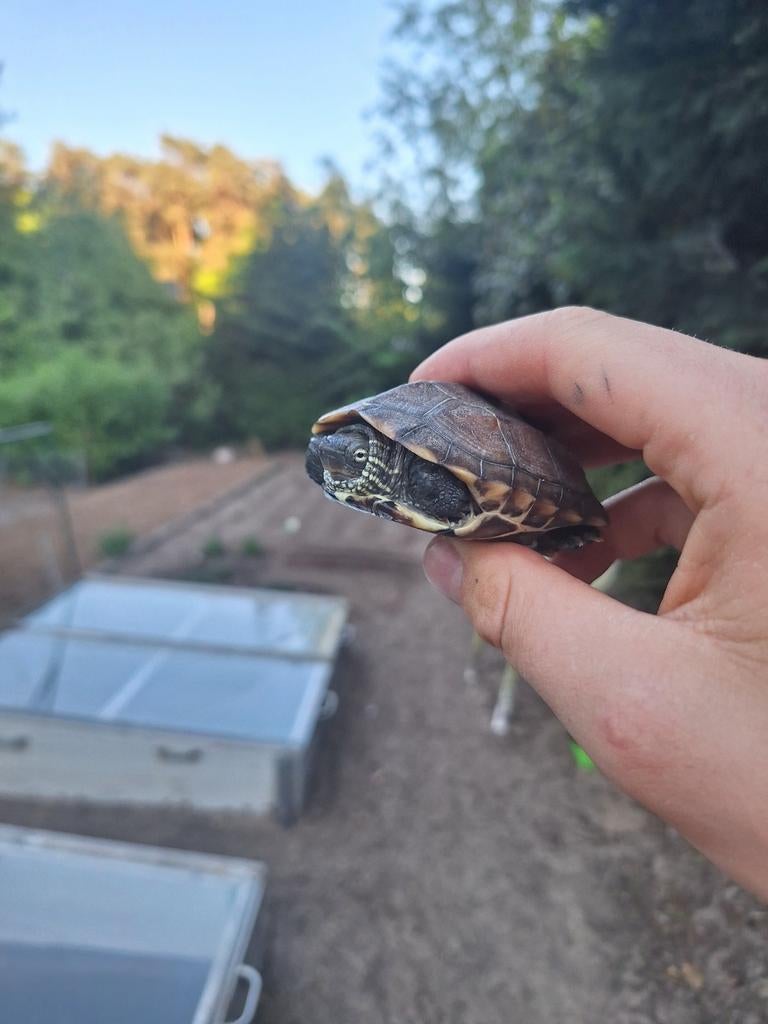 Chinese streepnek Waterschildpadden babys, Dieren en Toebehoren