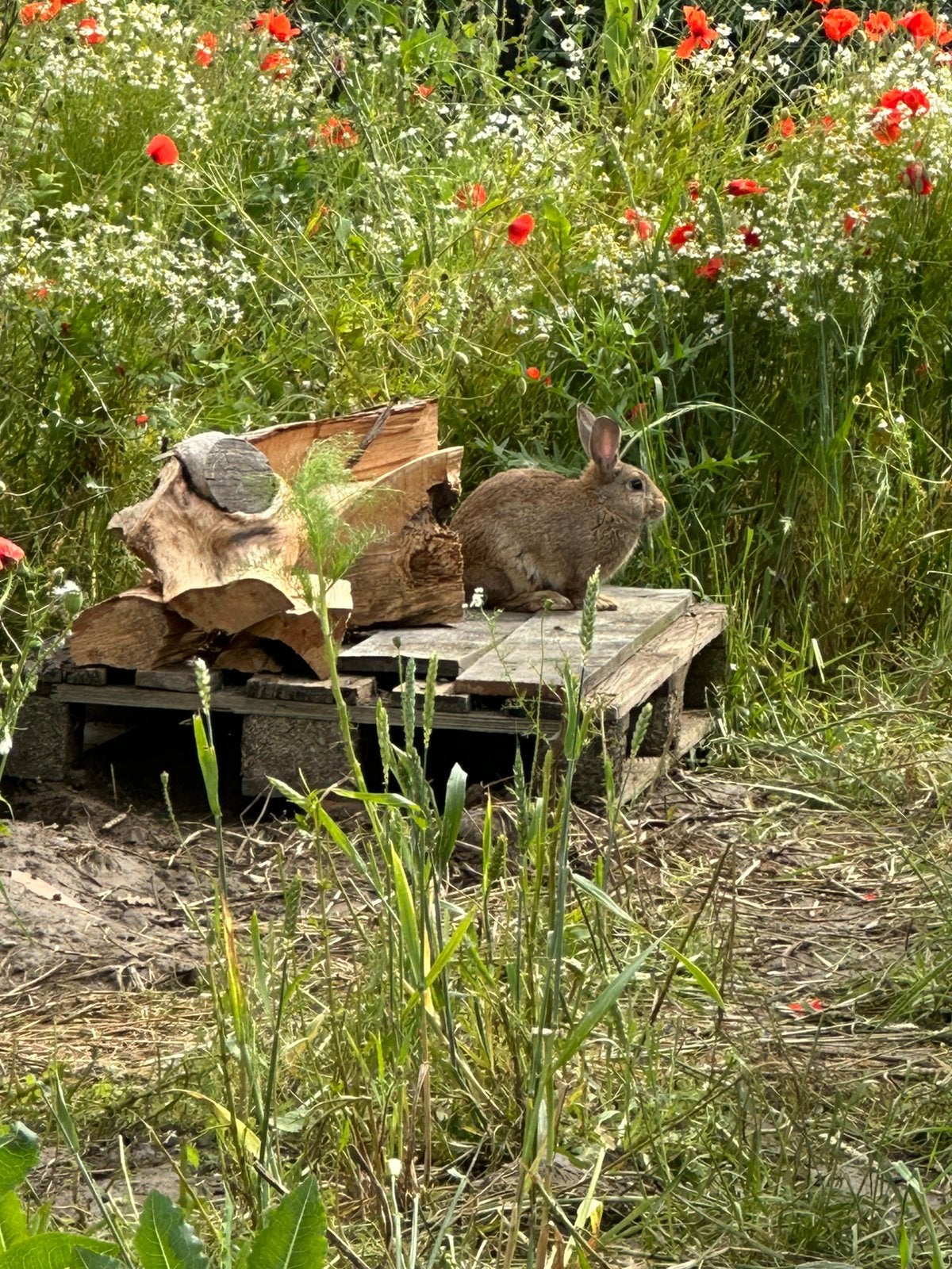 Steenkonijn , Steenkonijnen, Animaux & Accessoires, Rongeurs, Domestique, Janvier, Autres types, Plusieurs animaux
