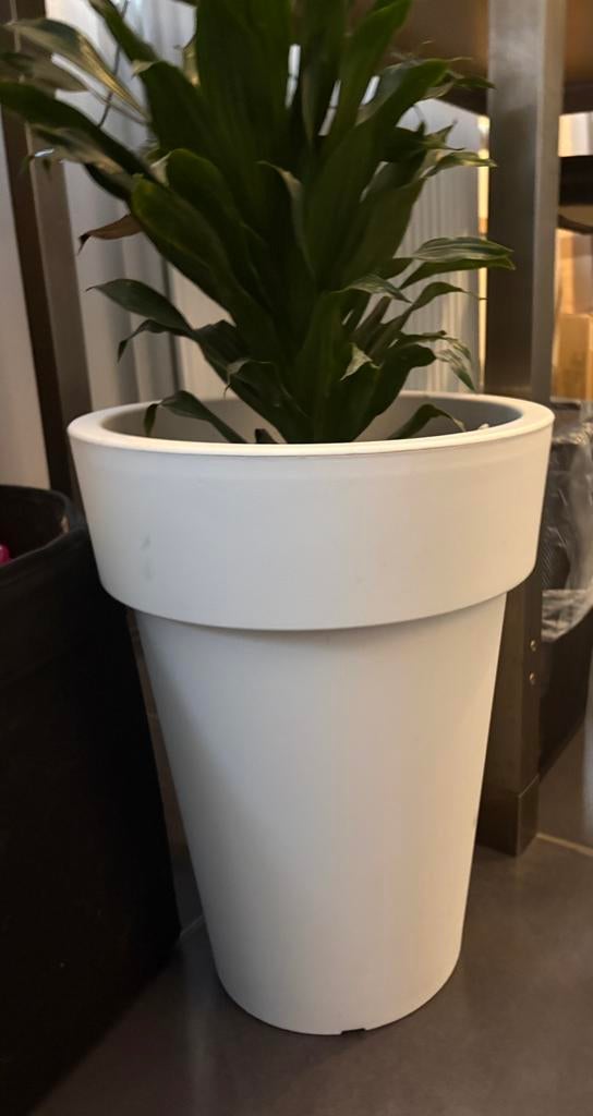 pot de fleurs avec plante, Enlèvement, Comme neuf