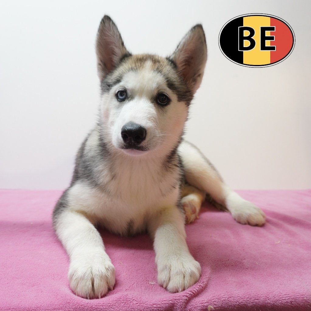 Chiots husky à vendre — Des caractères uniques, Animaux & Accessoires, Chiens | Huskys, Loulous & Types primitifs, Commerçant