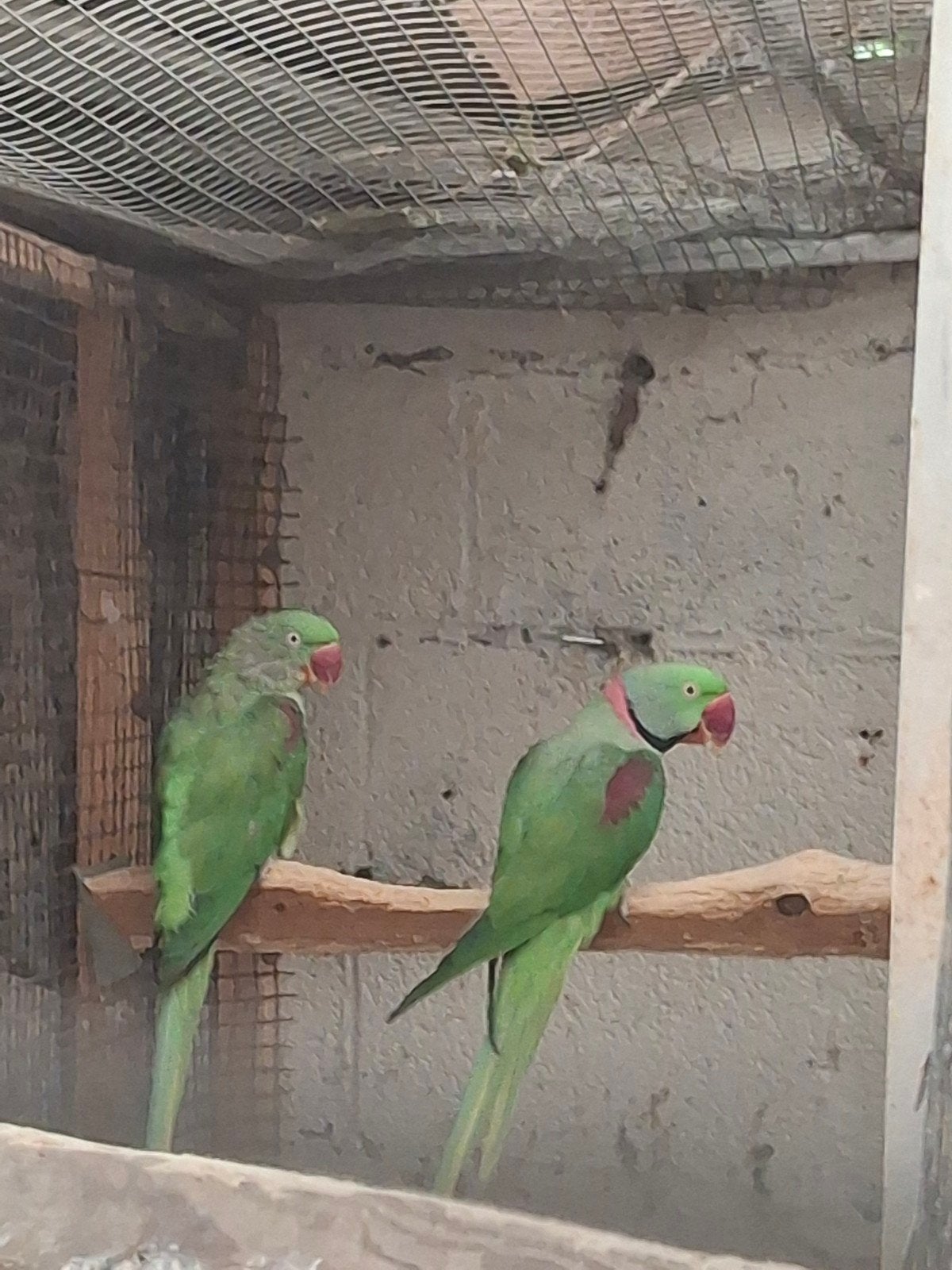 Couple reproducteur de perruches Alexander, Animaux & Accessoires