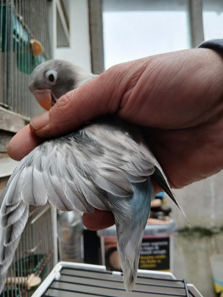 Personata dd  dominant bonte   pop., Dieren en Toebehoren