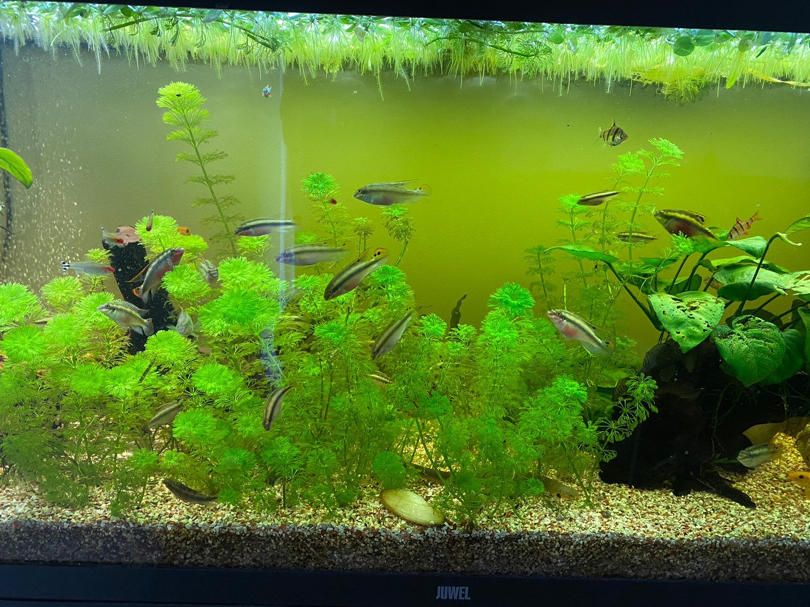 Juwel aquarium 240 met kast, Enlèvement ou Envoi, Utilisé, Juwel