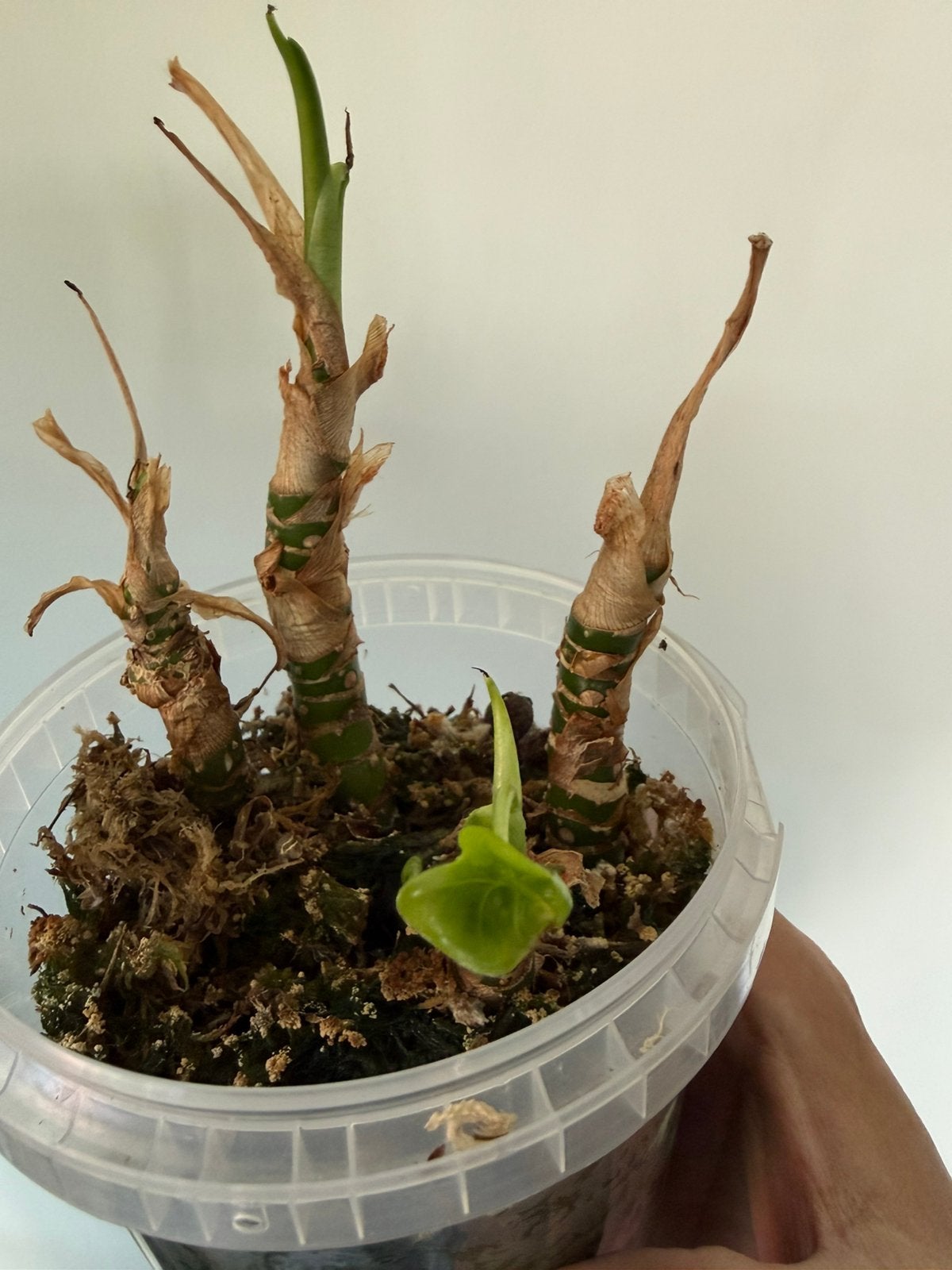 4x Alocasia Frydek corm (stam) op spagnum - met nieuwe groei, Ophalen