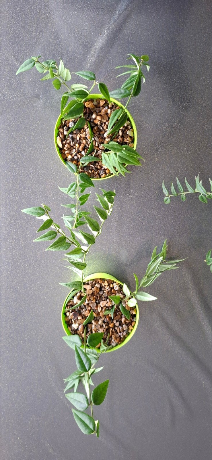 Hoya Bella, kleine wasbloem, hangplant, 2€/pot 13cm, Jardin & Terrasse, Enlèvement