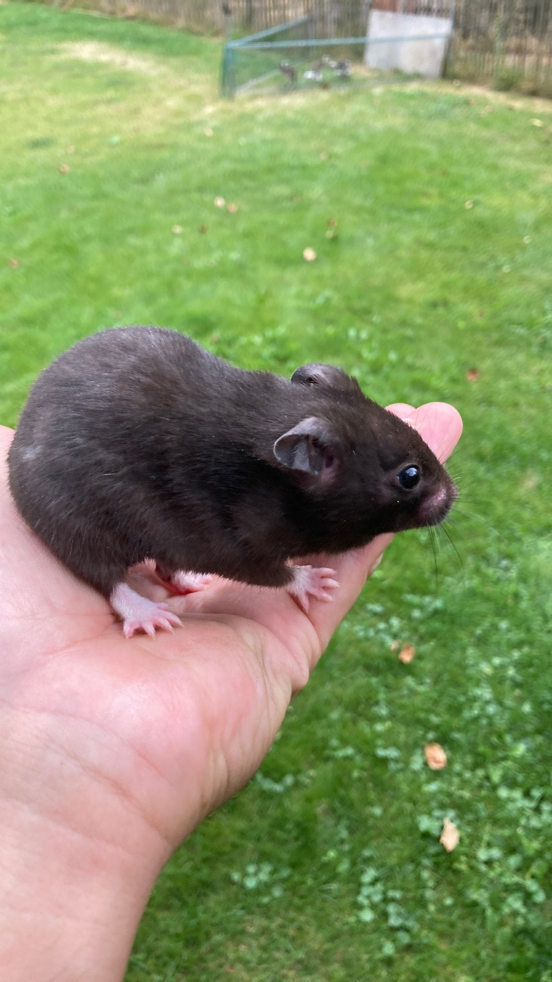 Hamster, Animaux & Accessoires, Rongeurs, Juillet, Hamster, Domestique