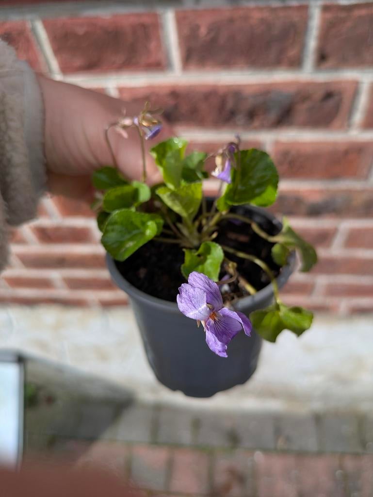 Planten Maarts viooltje, Tuin en Terras, Ophalen, Lente, Vaste plant