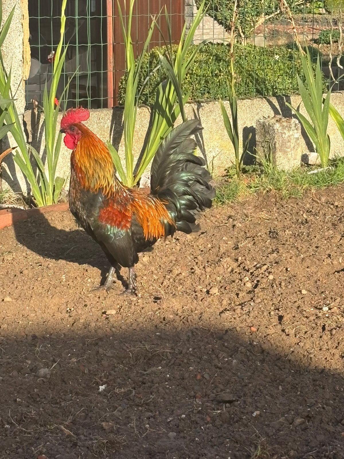 coq a vendre —- haan te koop, Mannelijk, Kip