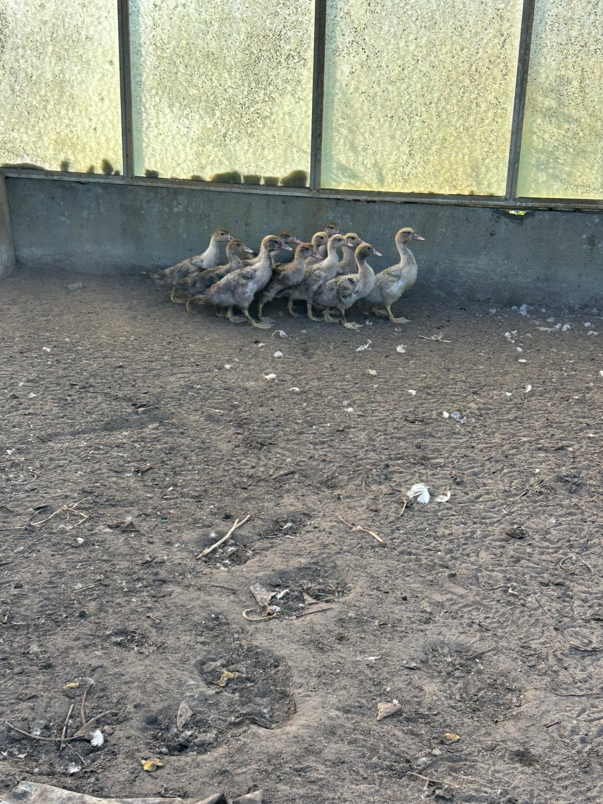 Barberie kuikens /muskus kuikens, Plusieurs animaux, Canard