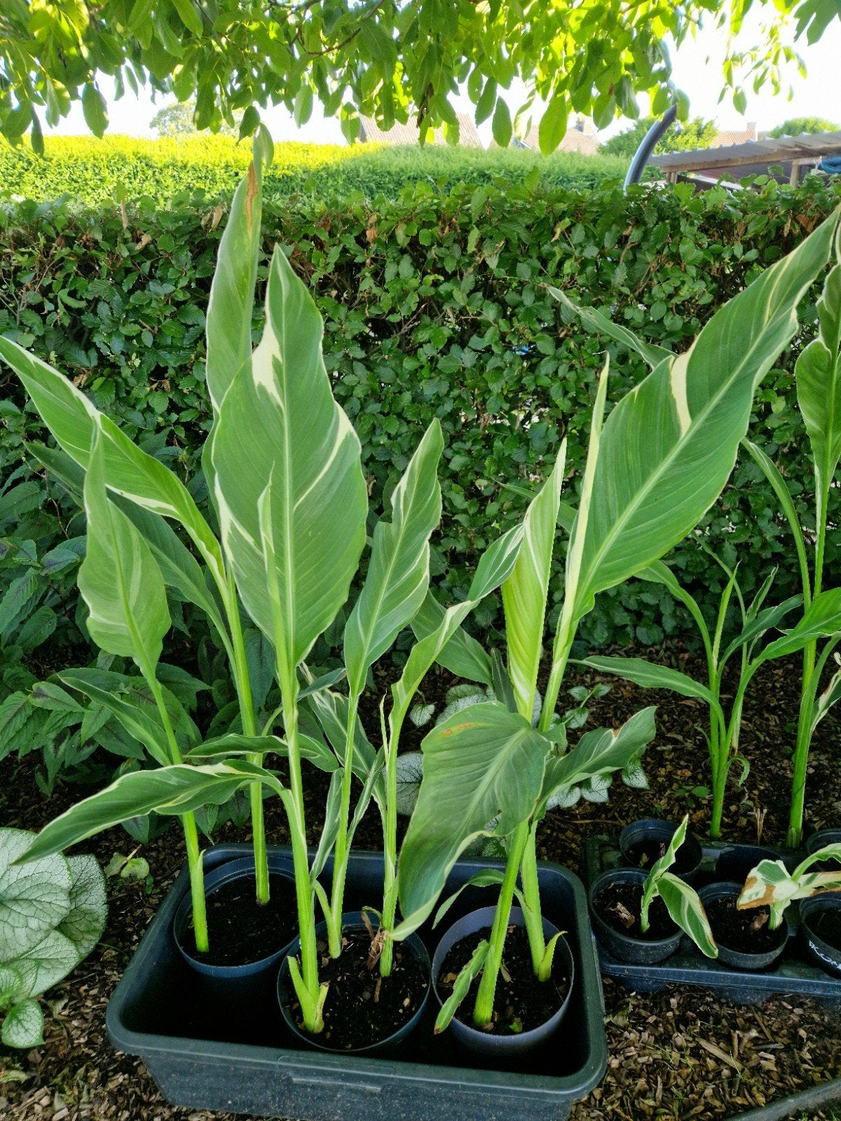 Canna Stuttgart  ( 5€ per pot met verschillende scheuten ), Vaste plant, Halfschaduw, Zomer, Ophalen
