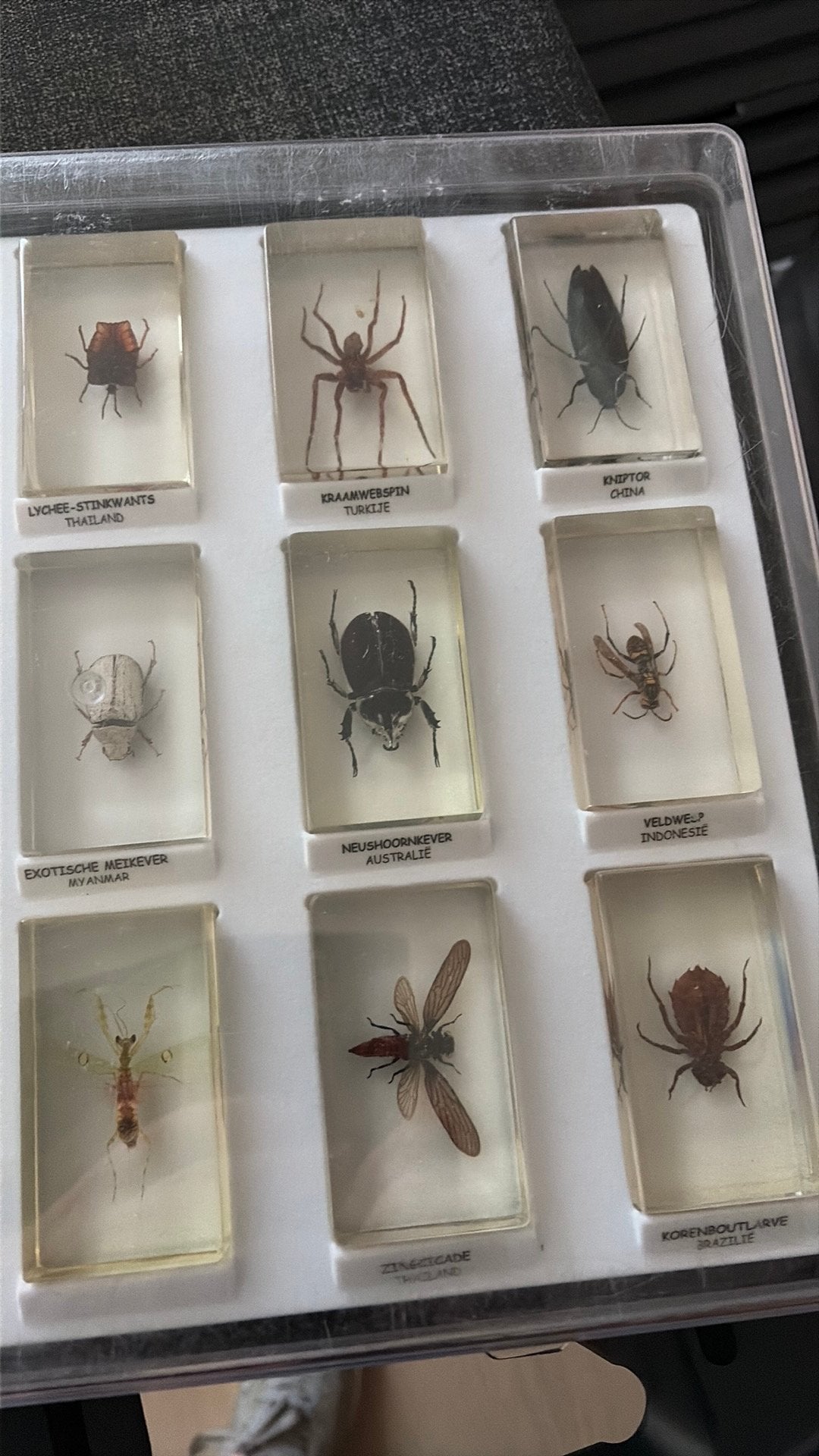 15 insecten, Dieren en Toebehoren, Spin of Schorpioen