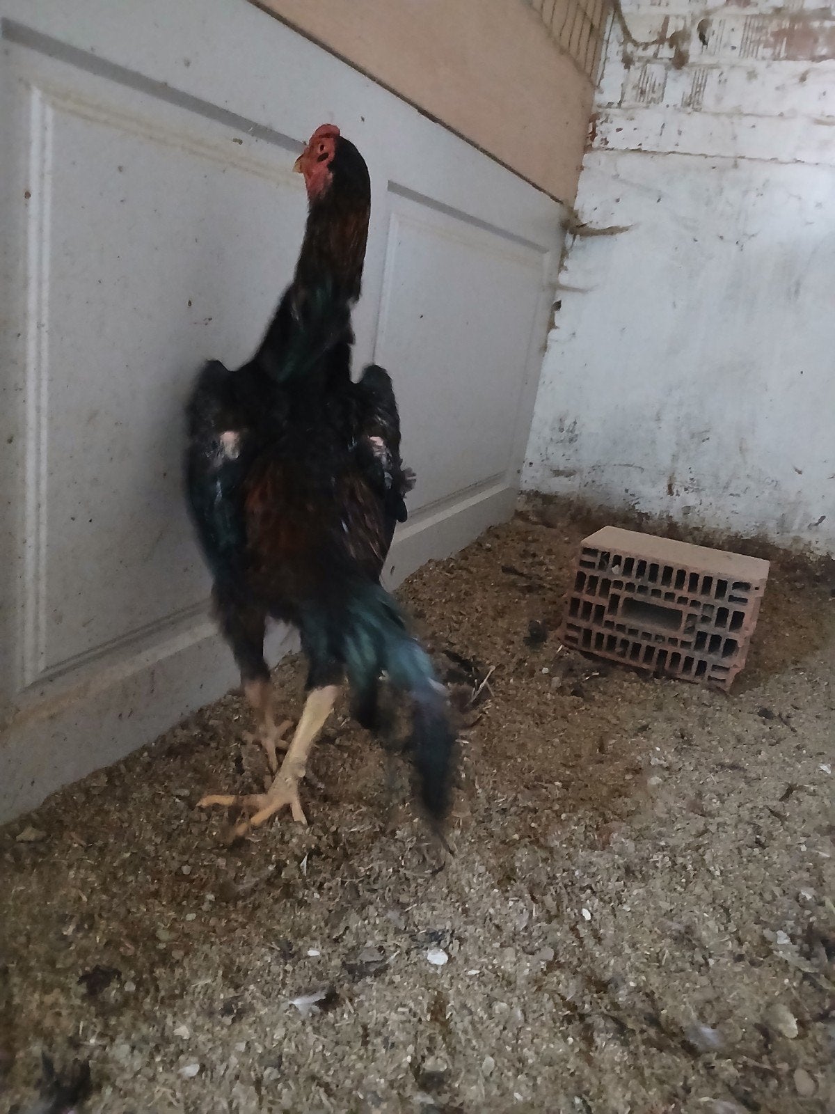 Shamo 2025, Dieren en Toebehoren