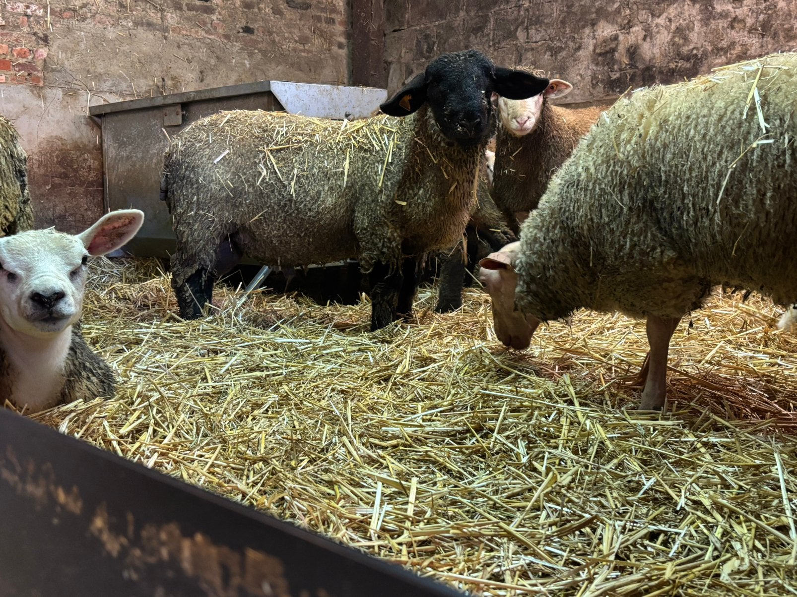 Suffolk ramlammeren, Dieren en Toebehoren, Mannelijk, Schaap, 0 tot 2 jaar