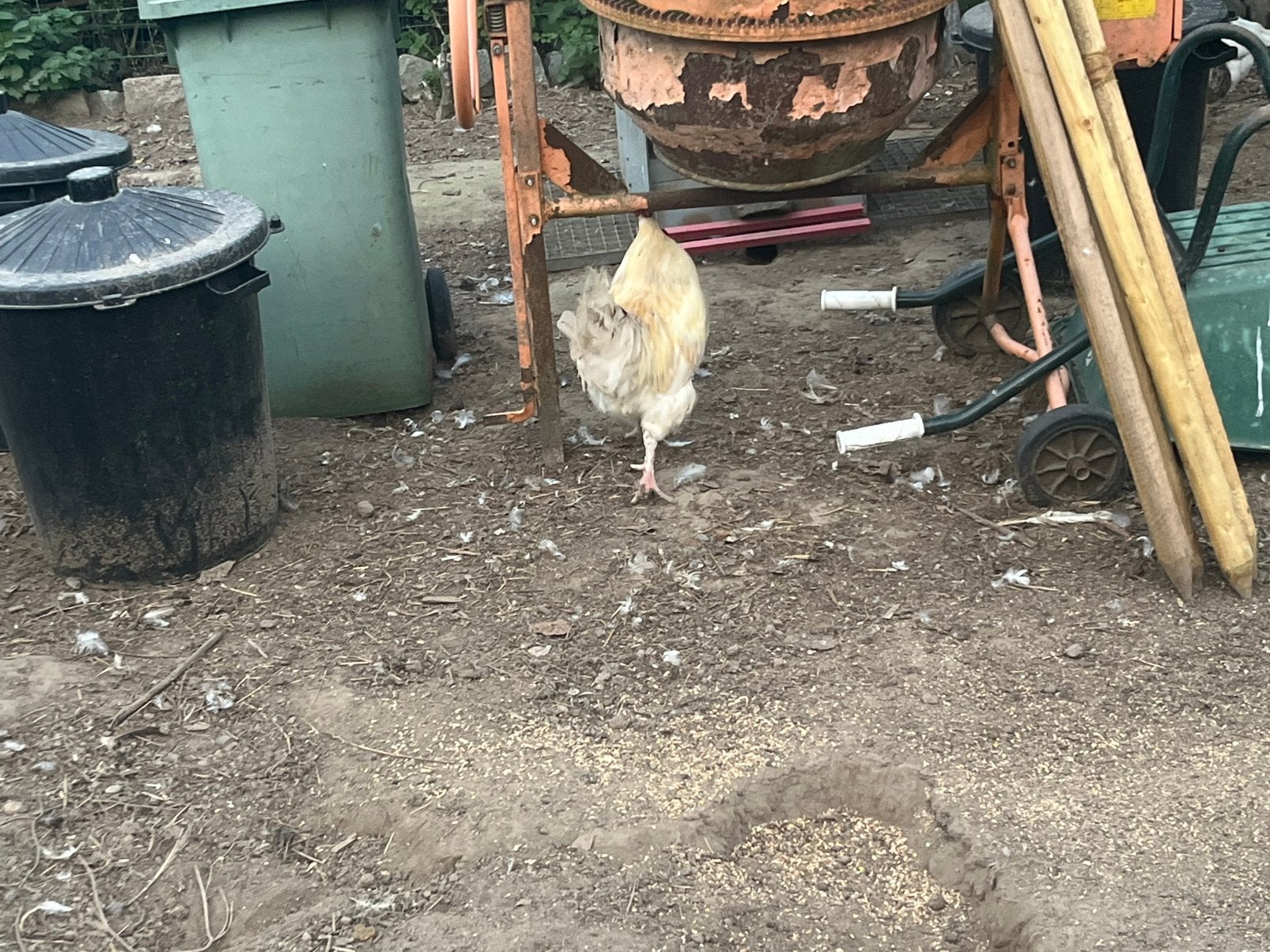Haan, Dieren en Toebehoren, Mannelijk, Kip