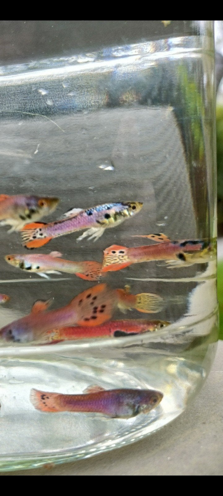 Pink Tiger  guppy endler, Animaux & Accessoires
