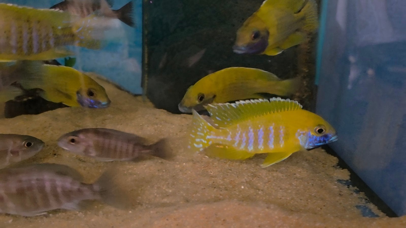 Malawi aulonocara beanchi benga