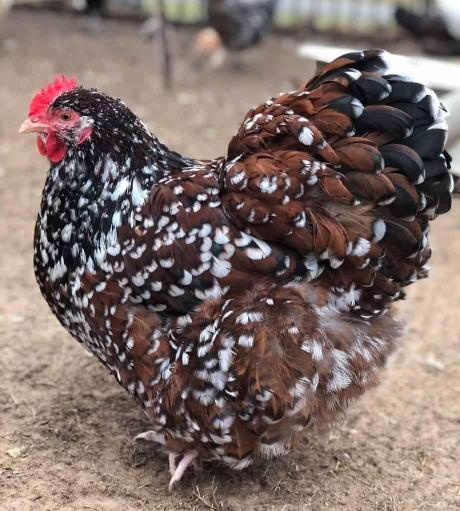 pluimvee, Meerdere dieren, Kip