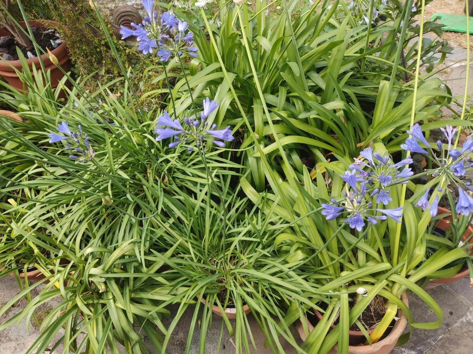 Agapanthus Peter pan, Tuin en Terras, Planten | Tuinplanten, Ophalen, Volle zon