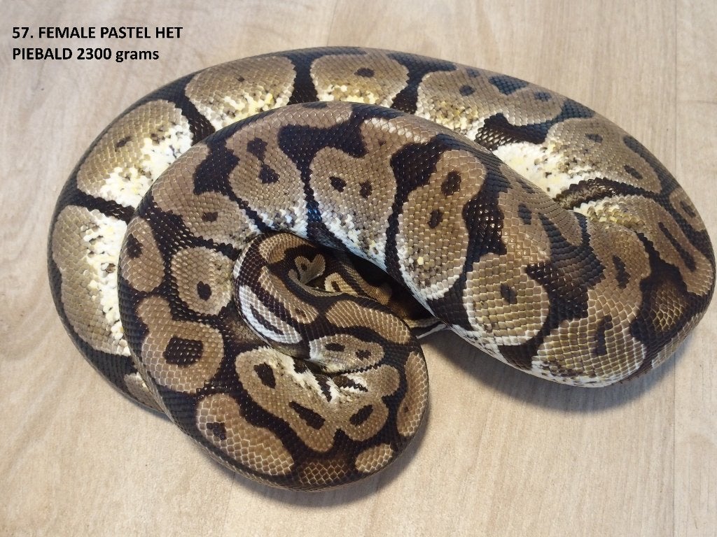 Koningspythons half en volwassen kweekdieren deel 3 Ball Python photo 9