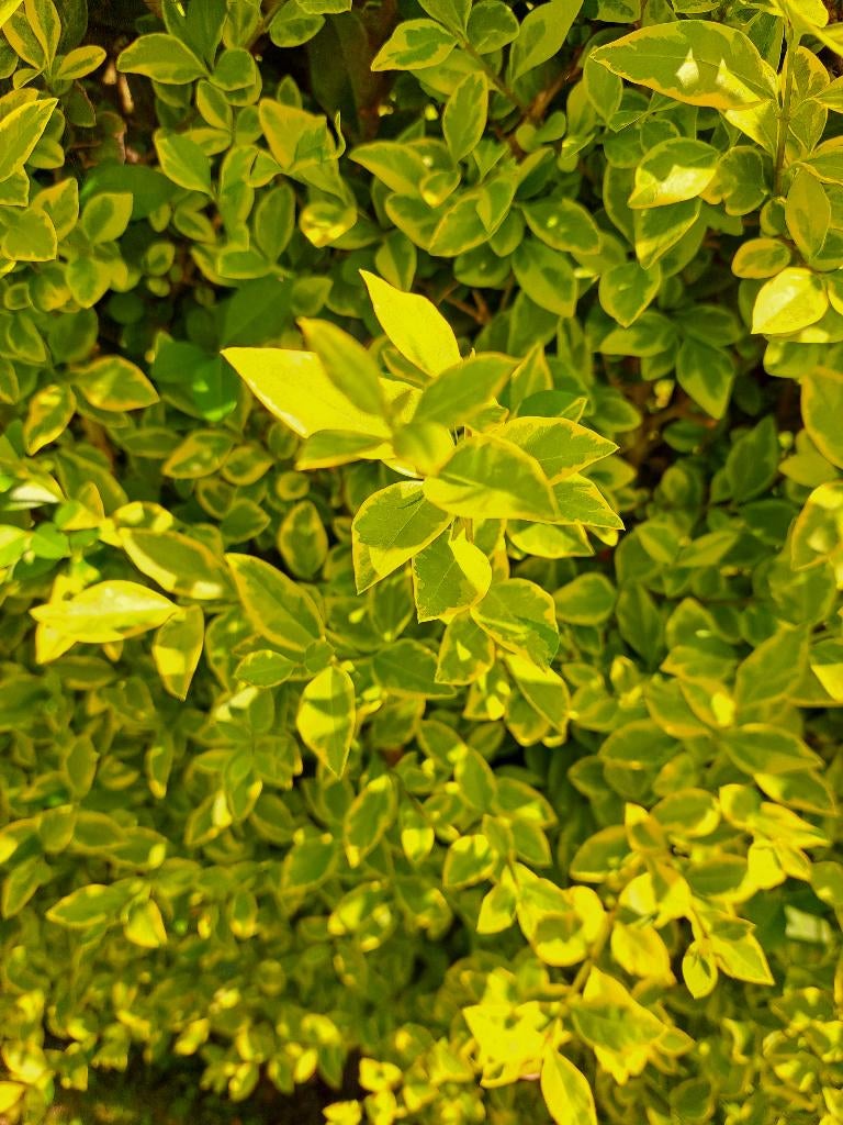Ligustrum ovalifolium aureum (online = te koop), Jardin & Terrasse, Plantes | Arbustes & Haies, Haie, Troène, 100 à 250 cm, Enlèvement