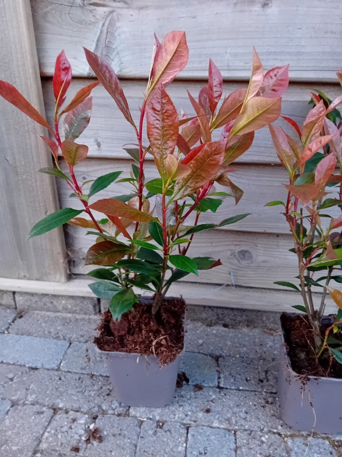 Photinia Red Robin, Jardin & Terrasse, Enlèvement