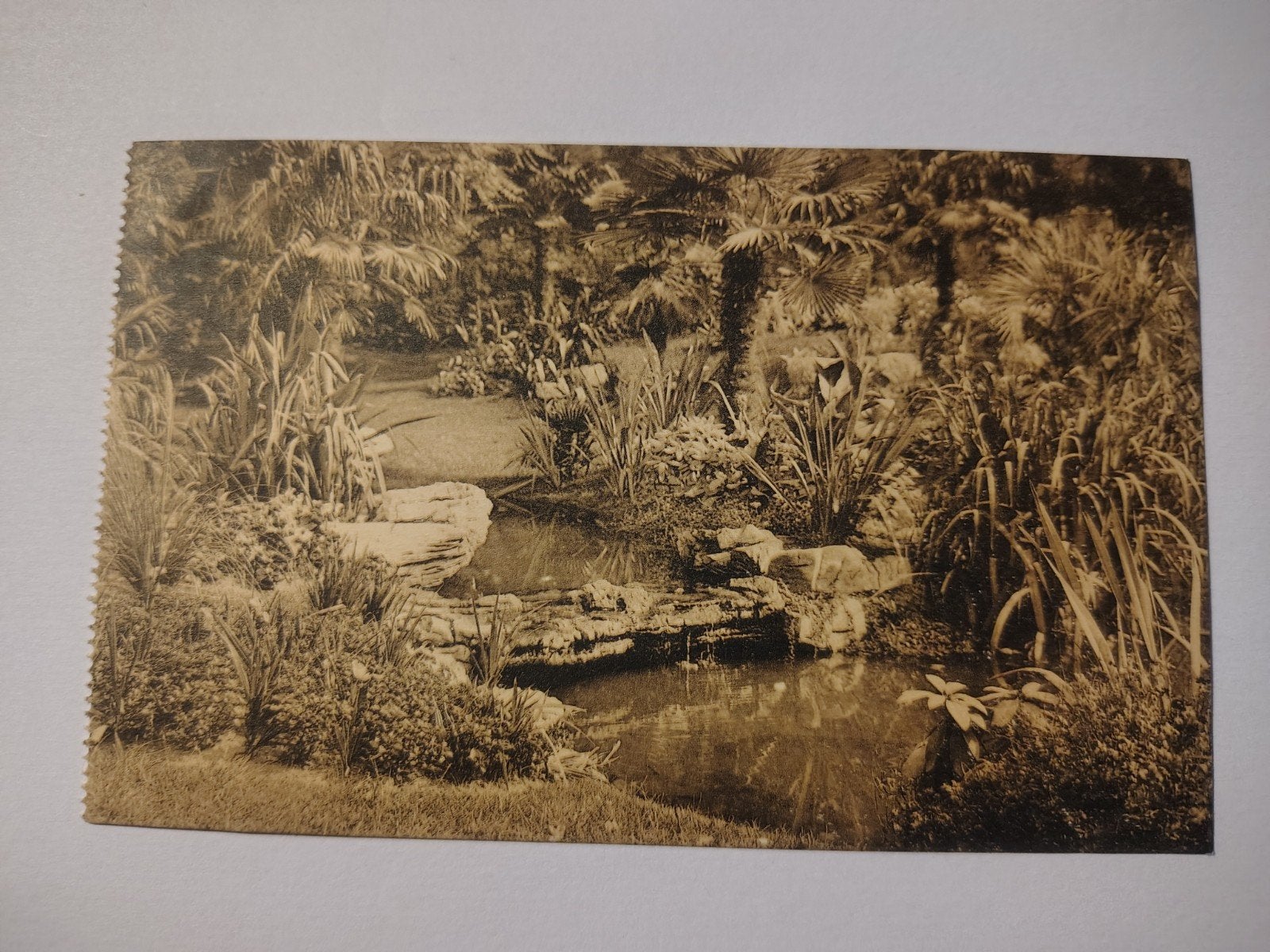 Antwerpen Zoo De Waterval., Verzamelen, Postkaarten | België, Antwerpen, Ophalen of Verzenden