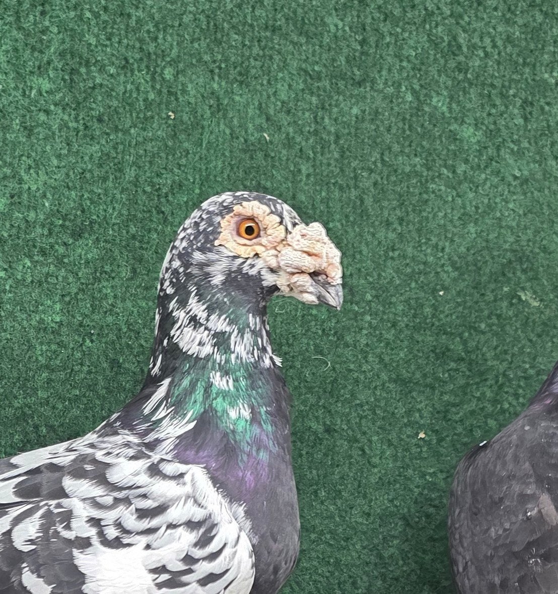 Oude postduiven, Dieren en Toebehoren