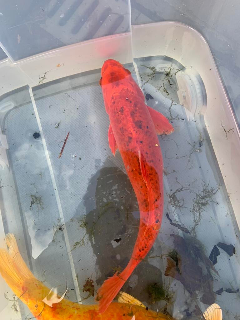 Europese koi 35 cm, Karper of Koi