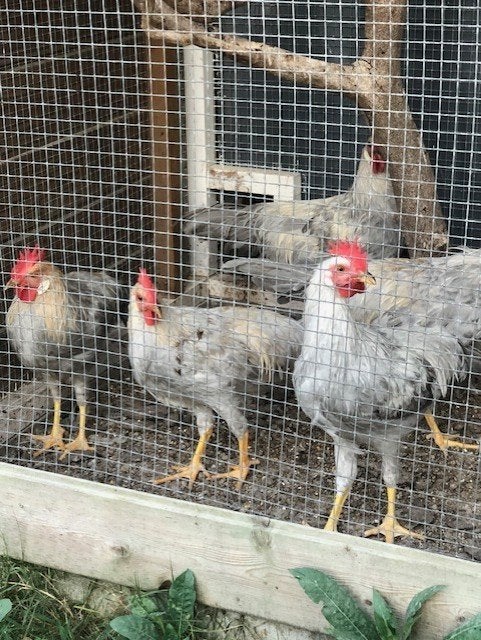 leghorn isabel patrijs , hanen, Dieren en Toebehoren, April, Mannelijk