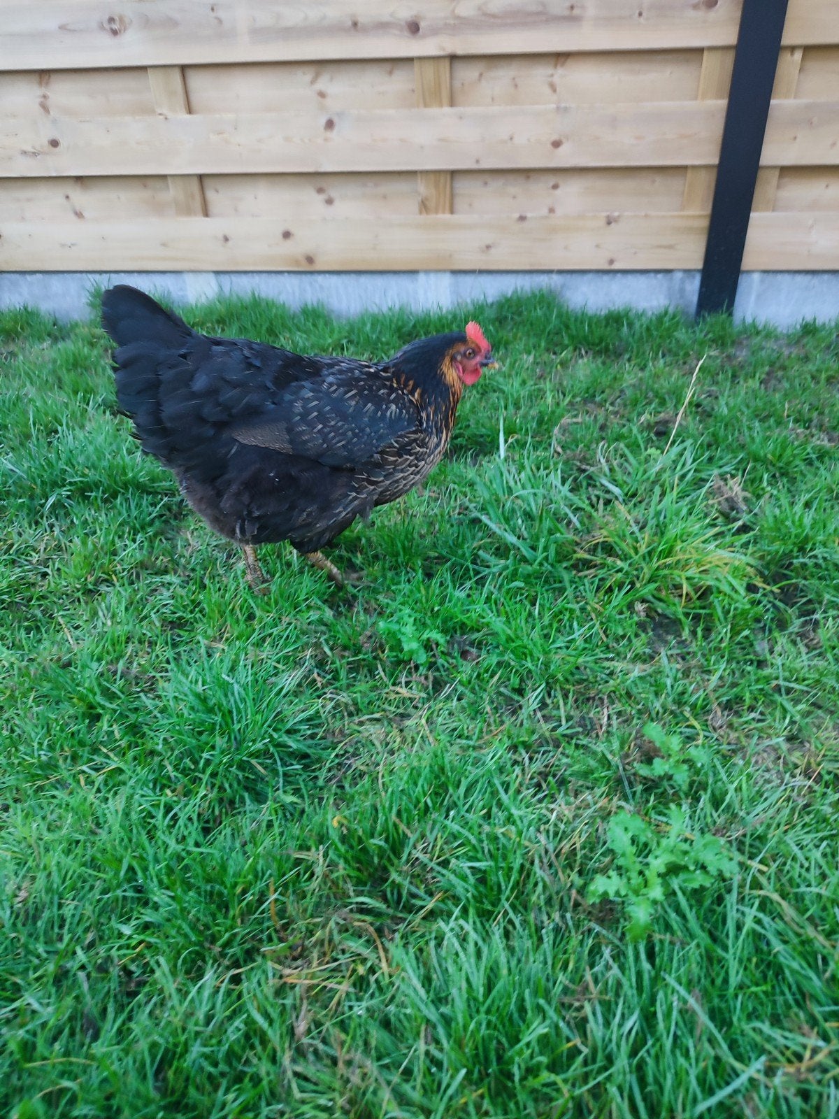 Hen gratis, Poule ou poulet