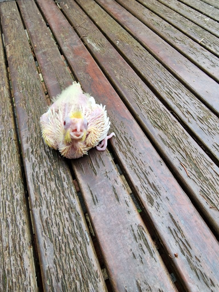 jonge  valkparkiet voor met pap te voeren  15 euro, Dieren en Toebehoren, Vogels | Parkieten en Papegaaien