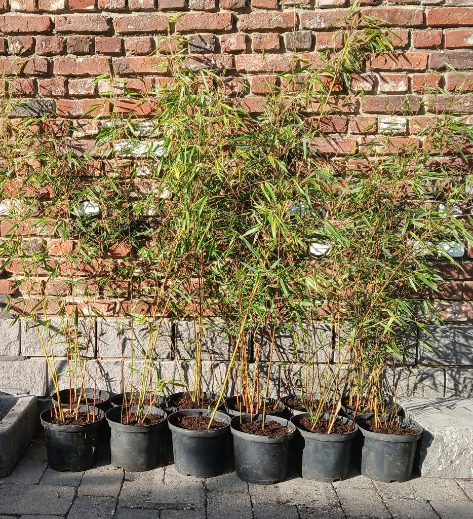 Bambou Fargesia Scabrida, Enlèvement, Bambou, Haie