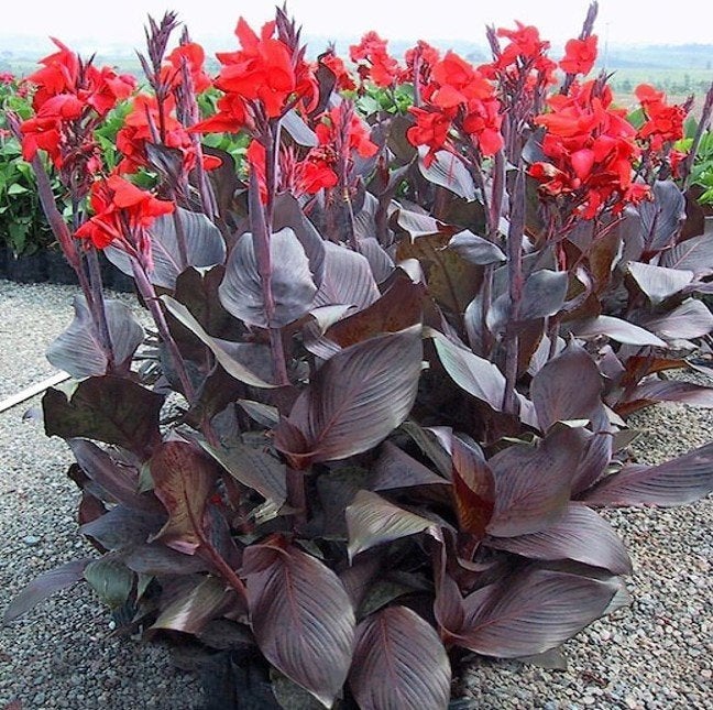 Jonge cannas plant, Tuin en Terras, Ophalen of Verzenden